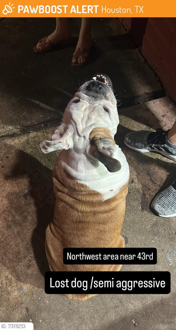 Found/Stray Female Dog last seen 43rd near TC JESTER PARK, Houston, TX 77092