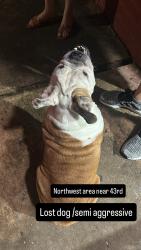 Found/Stray Female Dog last seen 43rd near TC JESTER PARK, Houston, TX 77092