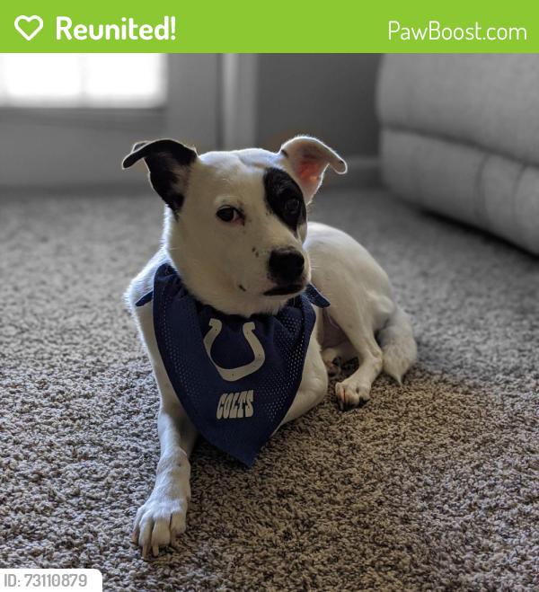 Reunited Female Dog last seen 27th ST & Turney Ave, Phoenix, AZ 85016
