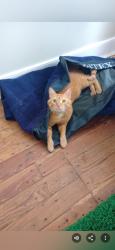 Lost Male Cat last seen Hampton Drive, Strasburg, PA 17579