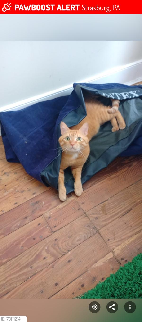 Lost Male Cat last seen Hampton Drive, Strasburg, PA 17579