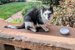 Reunited Male Cat last seen 12th and pennsylvania in cap hill, Denver, CO 80203