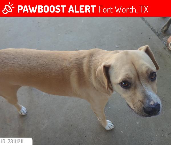 Lost Female Dog last seen Sycamore school rd, Fort Worth, TX 76133