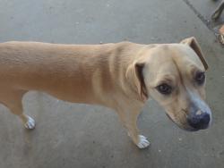 Lost Female Dog last seen Sycamore school rd, Fort Worth, TX 76133