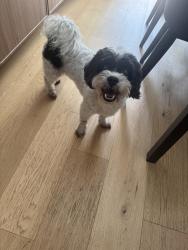 Reunited Male Dog last seen Fullers Cross and East Crown Point, Winter Garden, FL 34787