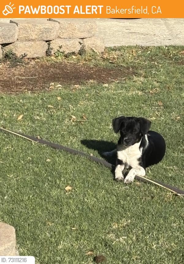 Found/Stray Unknown Dog last seen Ridgedale st, Bakersfield, CA 93306