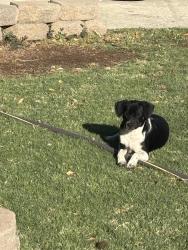 Found/Stray Unknown Dog last seen Ridgedale st, Bakersfield, CA 93306