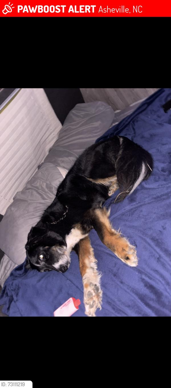 Lost Male Dog last seen Billy Graham freeway, Asheville, NC 28806