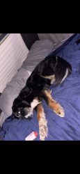 Lost Male Dog last seen Billy Graham freeway, Asheville, NC 28806