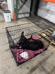 Found/Stray Female Dog last seen Telge, Houston, TX 77095