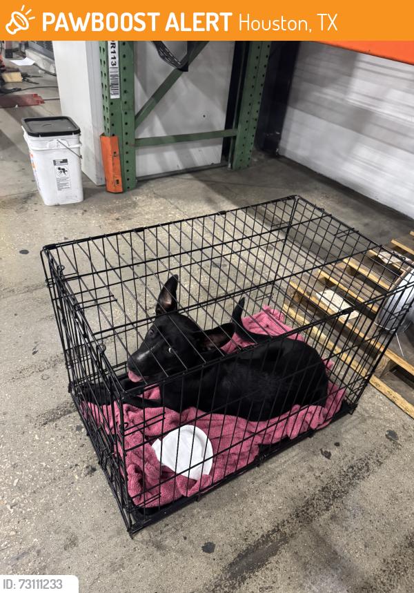 Found/Stray Female Dog last seen Telge, Houston, TX 77095