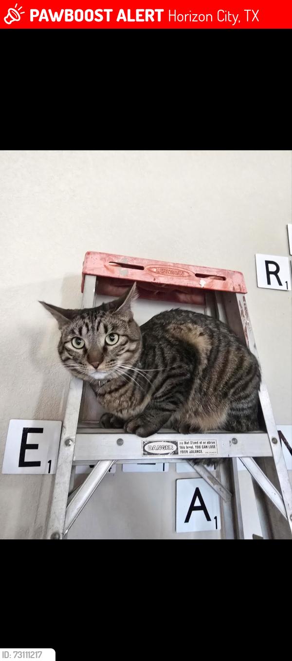Lost Female Cat last seen Villa Seca Dr, Horizon City, TX 79928