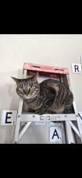 Lost Female Cat last seen Villa Seca Dr, Horizon City, TX 79928