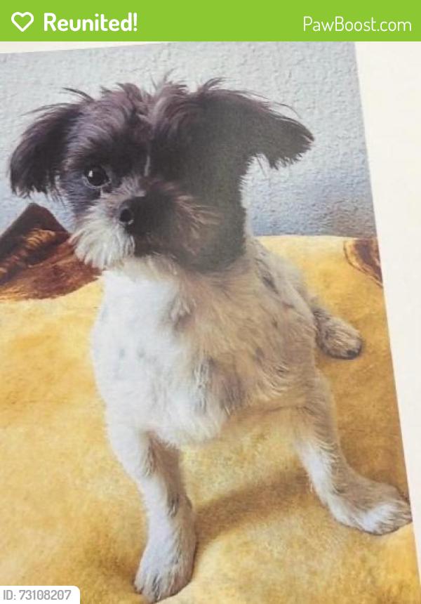 Reunited Male Dog last seen Vineland Ave/ Parroquia del Santo Rosario, Los Angeles, CA 91352