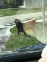 Found/Stray Unknown Dog last seen Kestor and ridgecrest in port st Lucie, Port St. Lucie, FL 34953