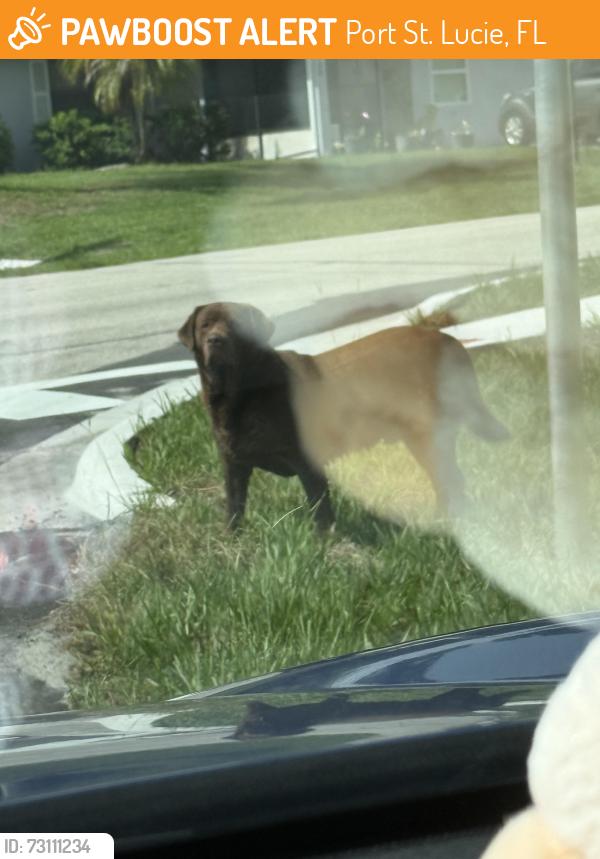 Found/Stray Unknown Dog last seen Kestor and ridgecrest in port st Lucie, Port St. Lucie, FL 34953