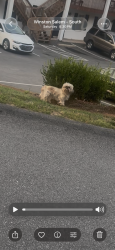 Found/Stray Unknown Dog last seen Old Salisbury Rd, Winston-Salem, NC 27127