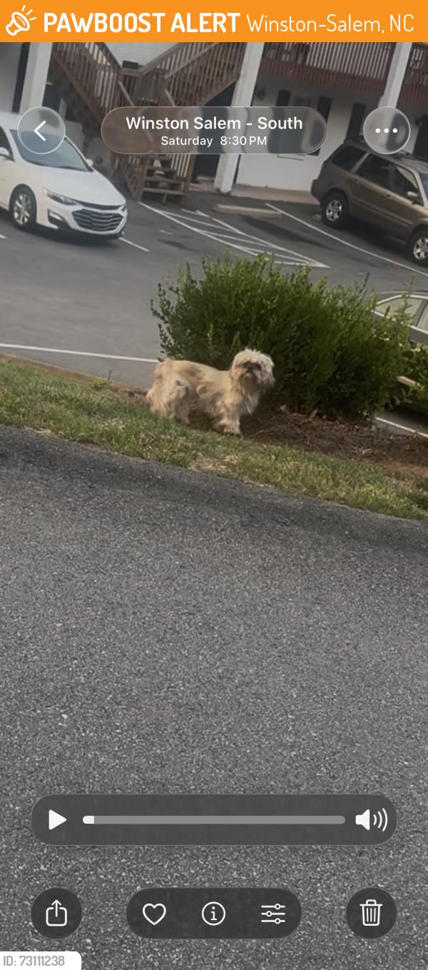Found/Stray Unknown Dog last seen Old Salisbury Rd, Winston-Salem, NC 27127
