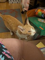 Lost Male Cat last seen Backyard of hse on South Cordoba which backs up to South Barcelona in the Casa de Oro ate, Spring Valley, CA 91977