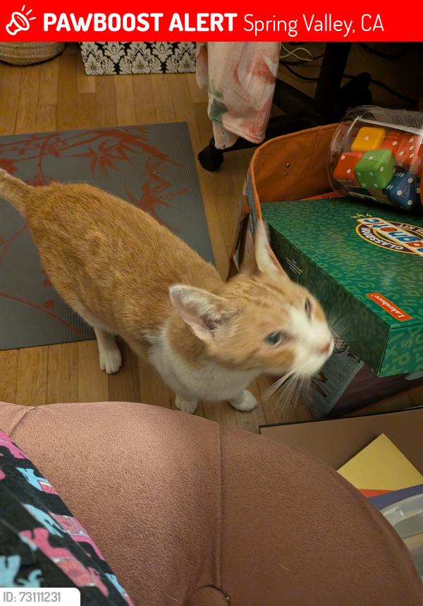 Lost Male Cat last seen Backyard of hse on South Cordoba which backs up to South Barcelona in the Casa de Oro ate, Spring Valley, CA 91977