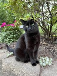 Lost Female Cat last seen Jewel Lane N & Hwy 97 (near Old Log Cabin), Forest Lake, MN 55025
