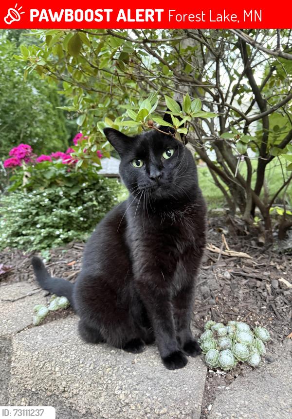 Lost Female Cat last seen Jewel Lane N & Hwy 97 (near Old Log Cabin), Forest Lake, MN 55025
