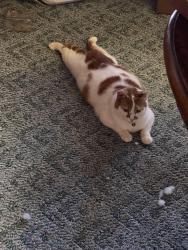 Lost Female Cat last seen Caroline Street, Markesan, WI 53946