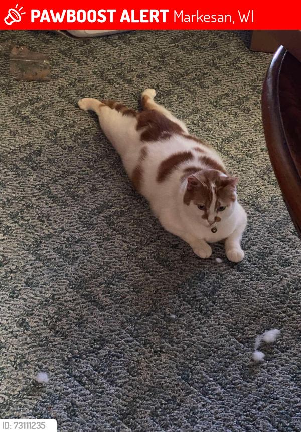Lost Female Cat last seen Caroline Street, Markesan, WI 53946