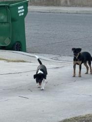 Found/Stray Unknown Dog last seen Ridgedale and La Casa, Bakersfield, CA 93306