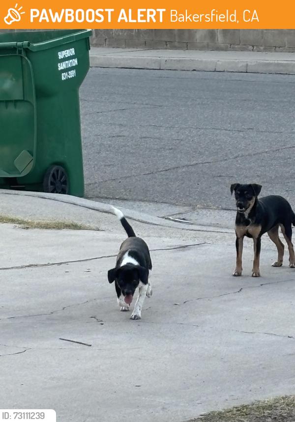 Found/Stray Unknown Dog last seen Ridgedale and La Casa, Bakersfield, CA 93306