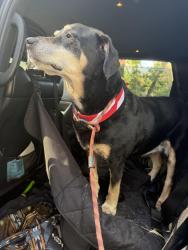 Reunited Male Dog last seen 76th and bradburn, Westminster, CO 80030