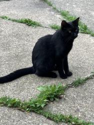 Found/Stray Unknown Cat last seen South blakely and chesnut, Dunmore, PA 18510