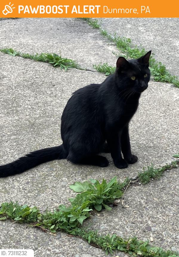 Found/Stray Unknown Cat last seen South blakely and chesnut, Dunmore, PA 18510
