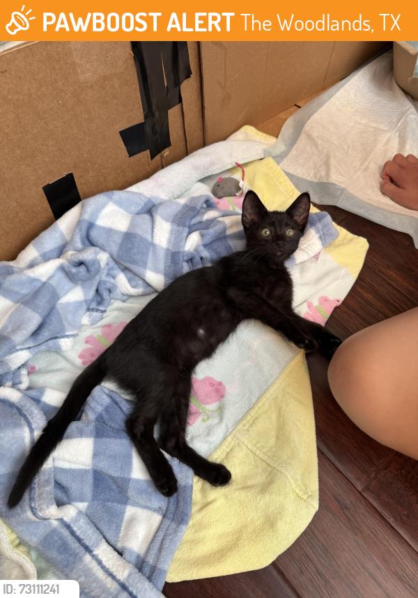 Found/Stray Unknown Cat last seen Grogan’s Mill, The Woodlands, TX 77380