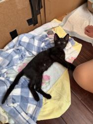 Found/Stray Unknown Cat last seen Grogan’s Mill, The Woodlands, TX 77380