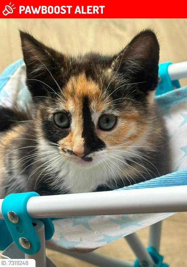 Lost Female Cat last seen Oakcroft chase, Hampshire, England PO14