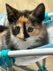 Lost Female Cat last seen Oakcroft chase, Hampshire, England PO14