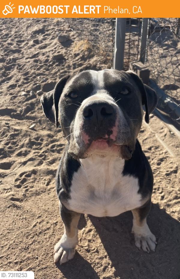 Found/Stray Male Dog last seen Phelan rd, Phelan, CA 92371