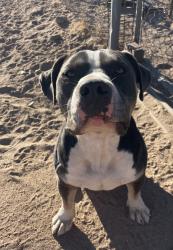 Found/Stray Male Dog last seen Phelan rd, Phelan, CA 92371