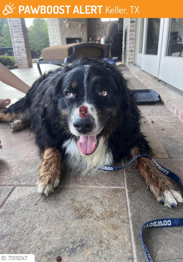 Found/Stray Male Dog last seen Southern Hills & pine hurst, Keller, TX 76248