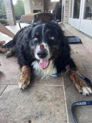 Found/Stray Male Dog last seen Southern Hills & pine hurst, Keller, TX 76248