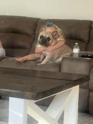 Reunited Male Dog last seen Pipeline Rd, Hurst, TX 76053