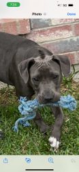 Lost Female Dog last seen Valley spring & silo near Cravens park, Arlington, TX 76018