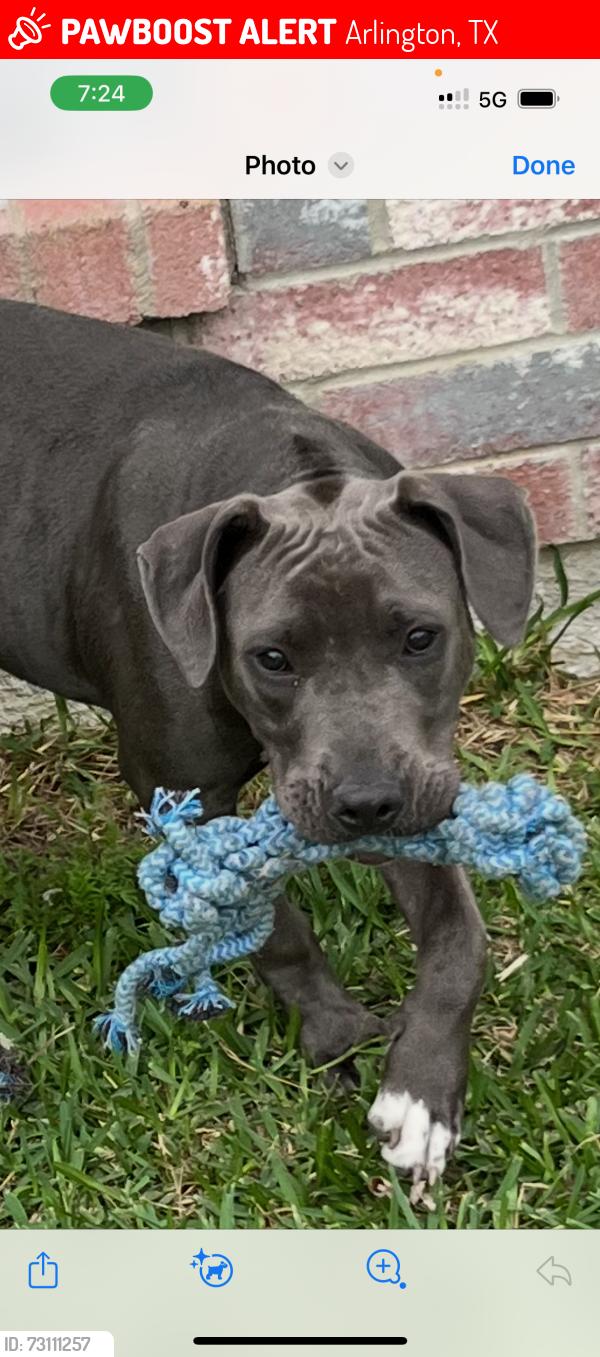 Lost Female Dog last seen Valley spring & silo near Cravens park, Arlington, TX 76018