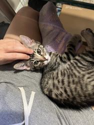 Found/Stray Male Cat last seen Near Las Brisas Rd Murrieta, CA 92562, Murrieta, CA 92562