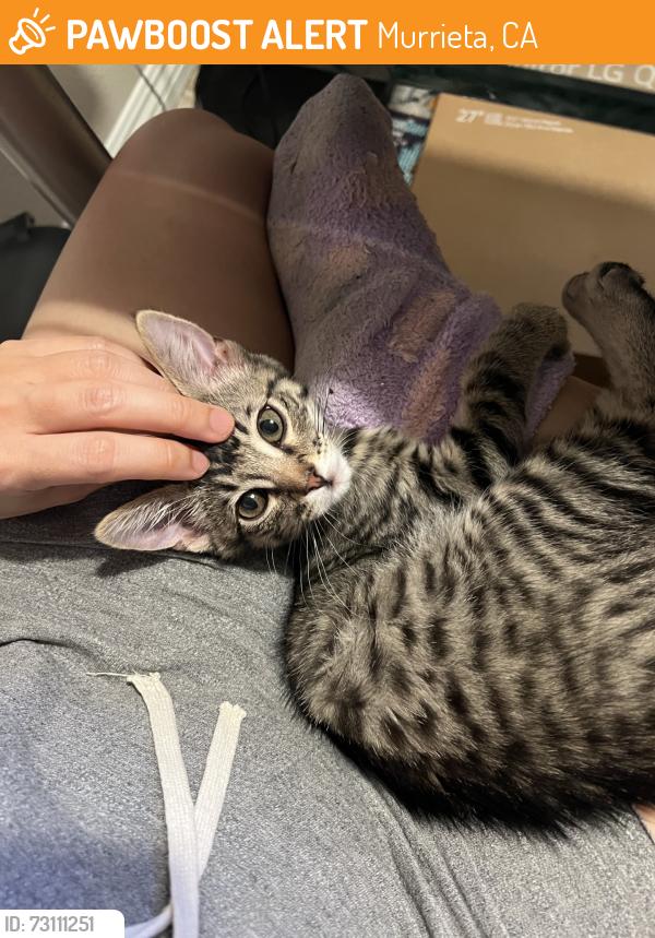 Found/Stray Male Cat last seen Near Las Brisas Rd Murrieta, CA 92562, Murrieta, CA 92562