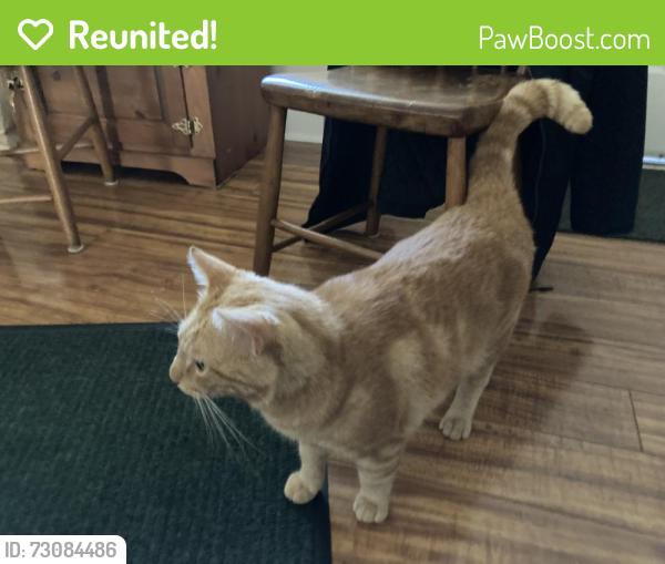 Reunited Male Cat last seen Locust & Hodgson Streets, Oxford, PA 19363