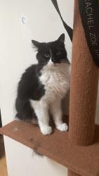 Reunited Female Cat last seen Queen Mary, Mira, Montréal, QC H3W 2N2