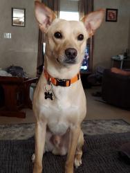 Reunited Male Dog last seen Near Elaine Street Nebo NC 28761, Nebo, NC 28761