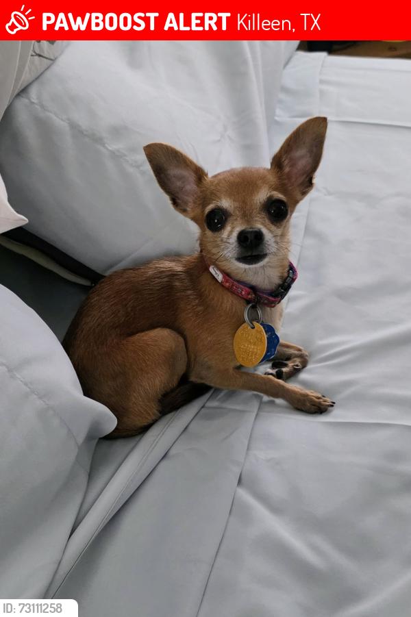 Lost Male Dog last seen Elms Road and Winfield, Killeen 76549, Killeen, TX 76549